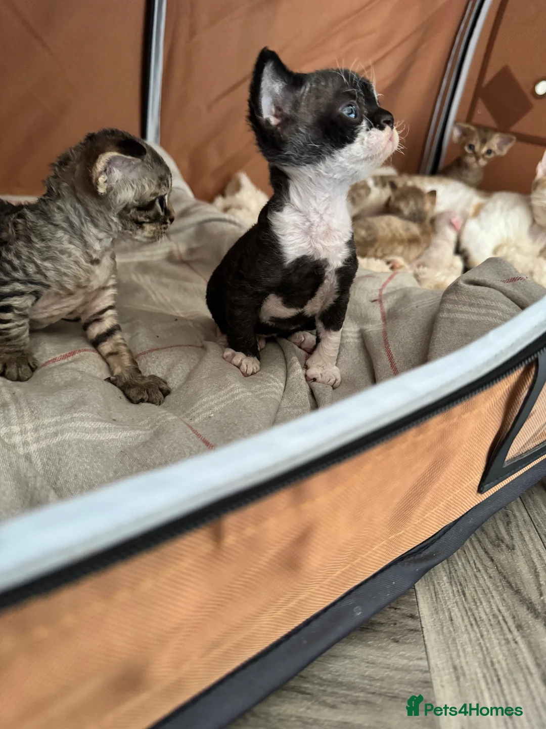 Devon Rex cats for sale: 2026 Devon Rex litters  - Advert 2