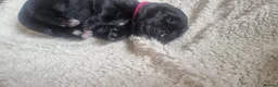 Newfoundland dogs for sale: Newfoundland pups for sale - Advert 2