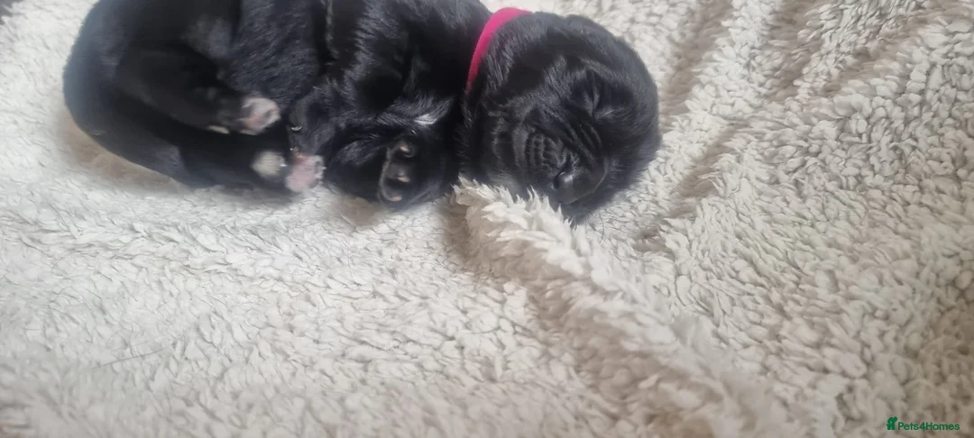 Newfoundland dogs for sale: Newfoundland pups for sale - Advert 2