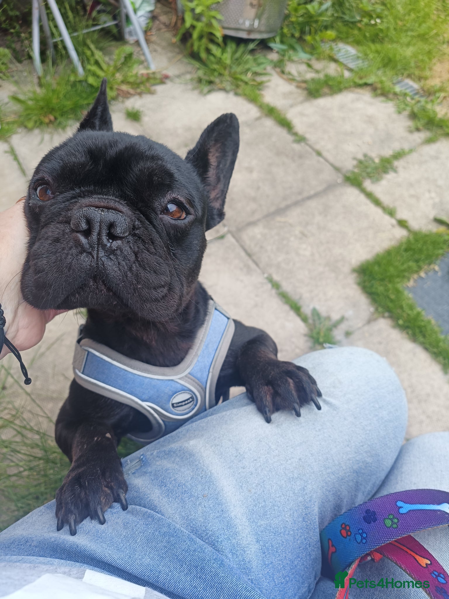 French Bulldog dogs Gorgeous little girl Frenchie - Advert 5