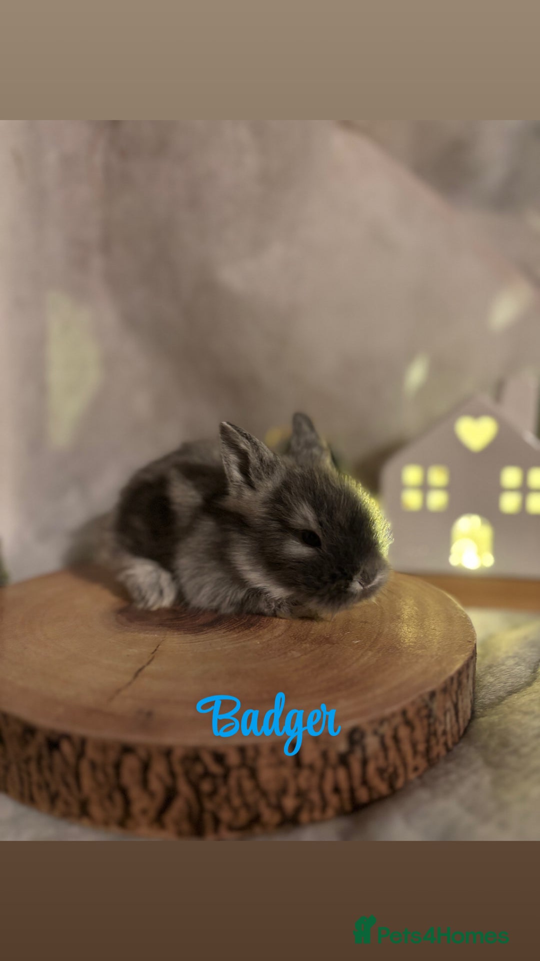 Lionhead rabbits for sale: Lion head babies  - Advert 4