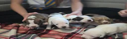 Mixed Breed dogs for sale: Beautiful Staffordshire Bull Terrier cross puppies - Advert 1