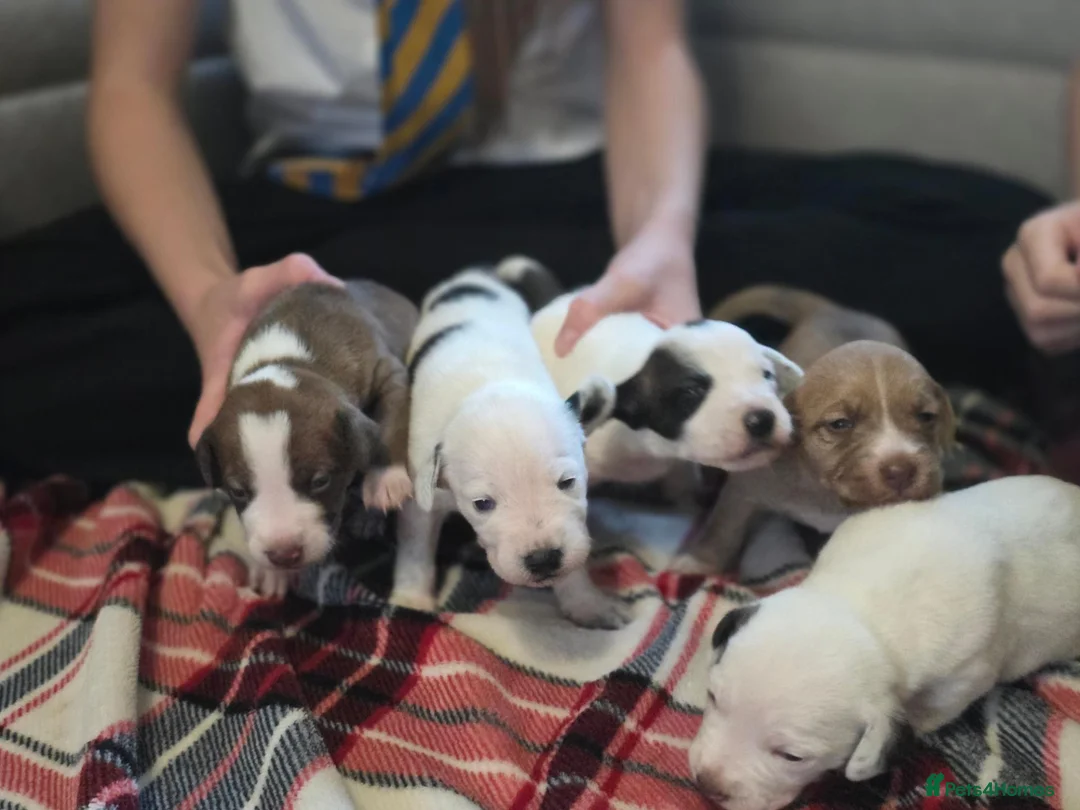 Mixed Breed dogs for sale: Beautiful Staffordshire Bull Terrier cross puppies - Advert 1