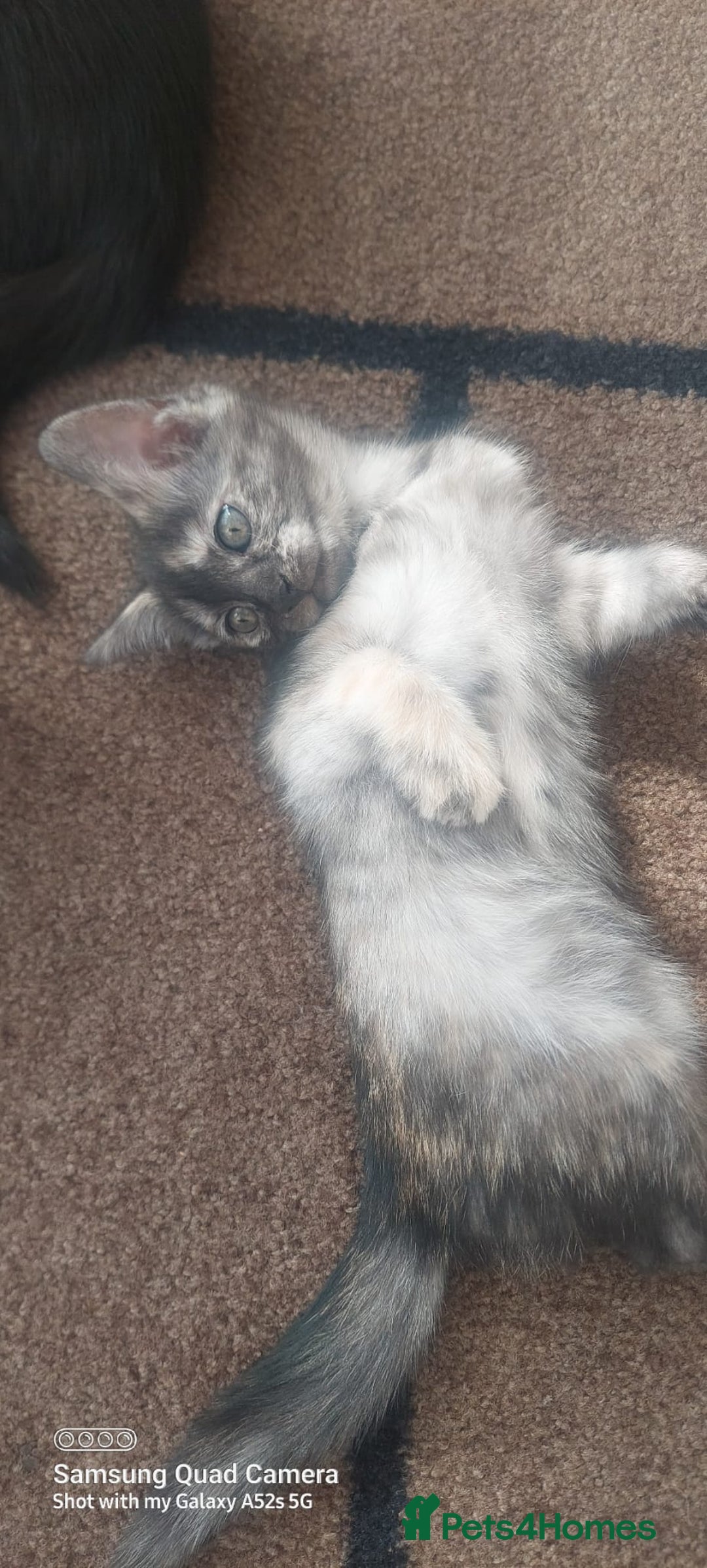 Mixed Breed cats for sale: Ragdoll X kittens - Image 8