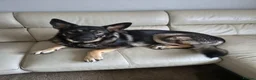German Shepherd dogs for sale: German Shepherd pups straight backed - Advert 1