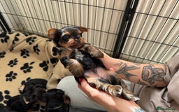 Yorkshire Terrier dogs for sale: ❤️Last girl available Miniature yorkshire terrier - Image 9