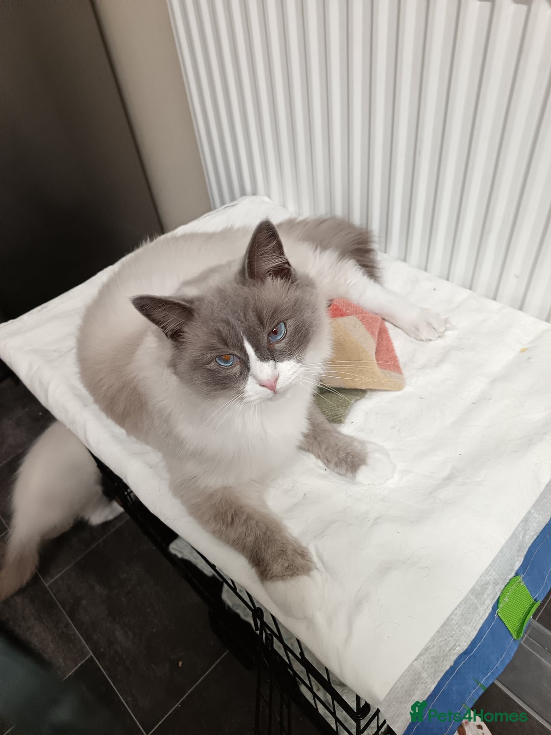 Ragdoll cats for sale: 1 Ragdoll Kittens 2 Adult Ragdolls - Advert 3