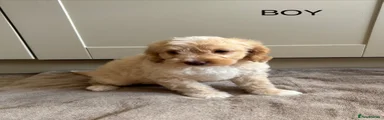 Cockapoo 2