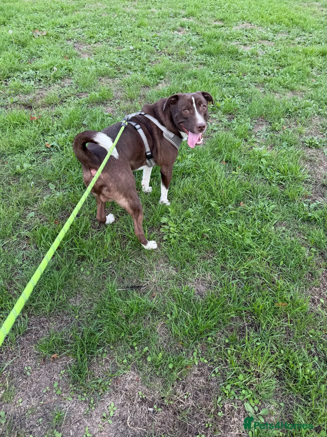 Mixed Breed dogs for sale: Puppy for sale in Peterborough - Advert 10