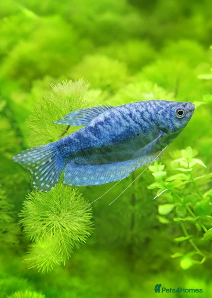 Gouramis fish Blue opaline dwarf Gourami  - Advert 1