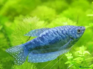 Gouramis fish Blue opaline dwarf Gourami - Advert 1