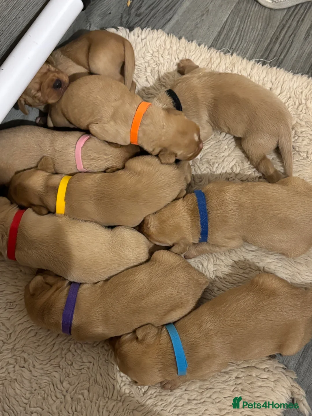 Labrador Retriever dogs for sale: KC Registered Labrador Fox Red Puppies - Advert 2
