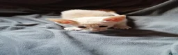 Oriental cats for sale: Beautiful oriental Siamese kitten - Advert 11
