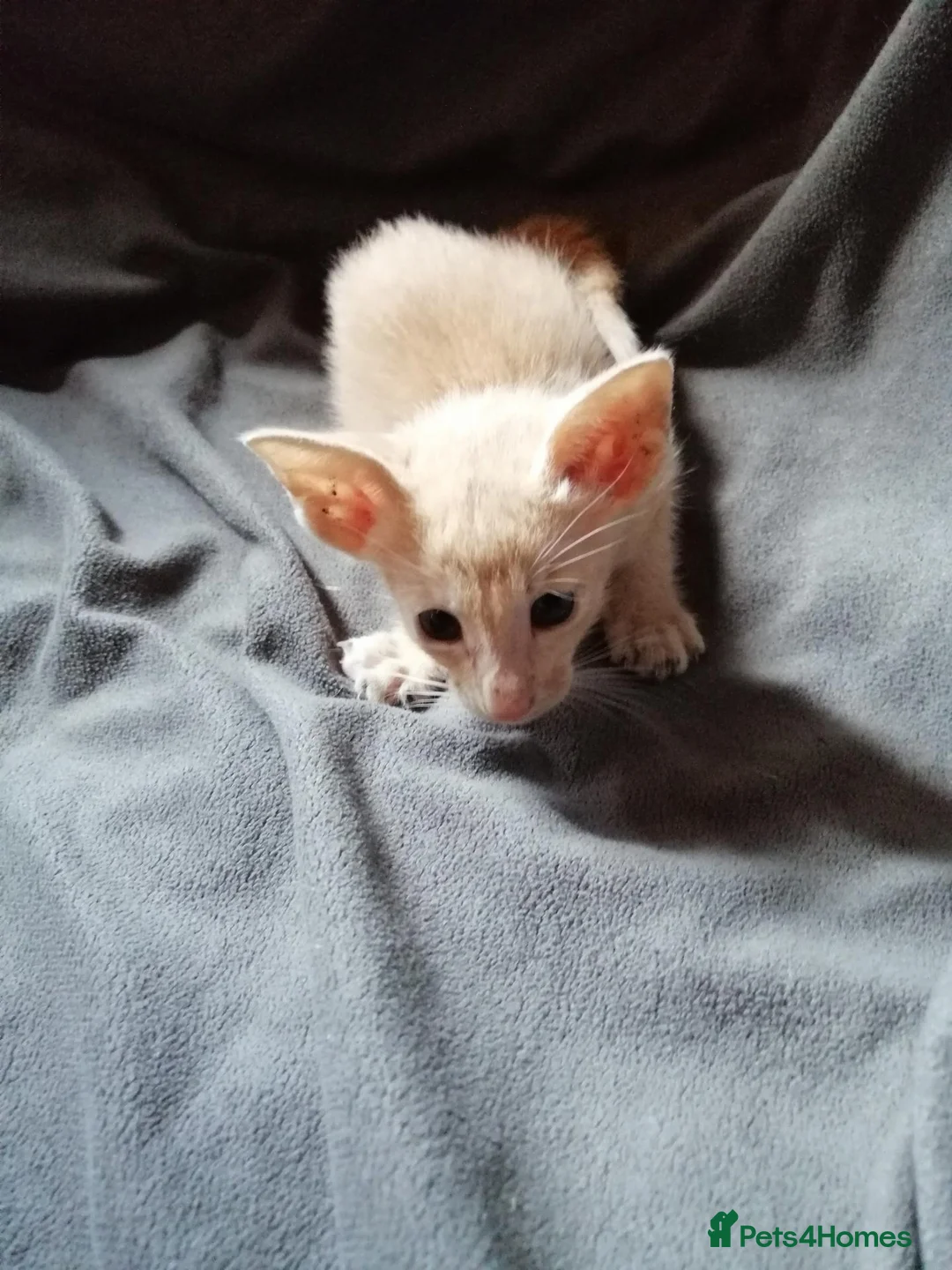 Oriental cats for sale: Beautiful oriental Siamese kitten - Advert 11