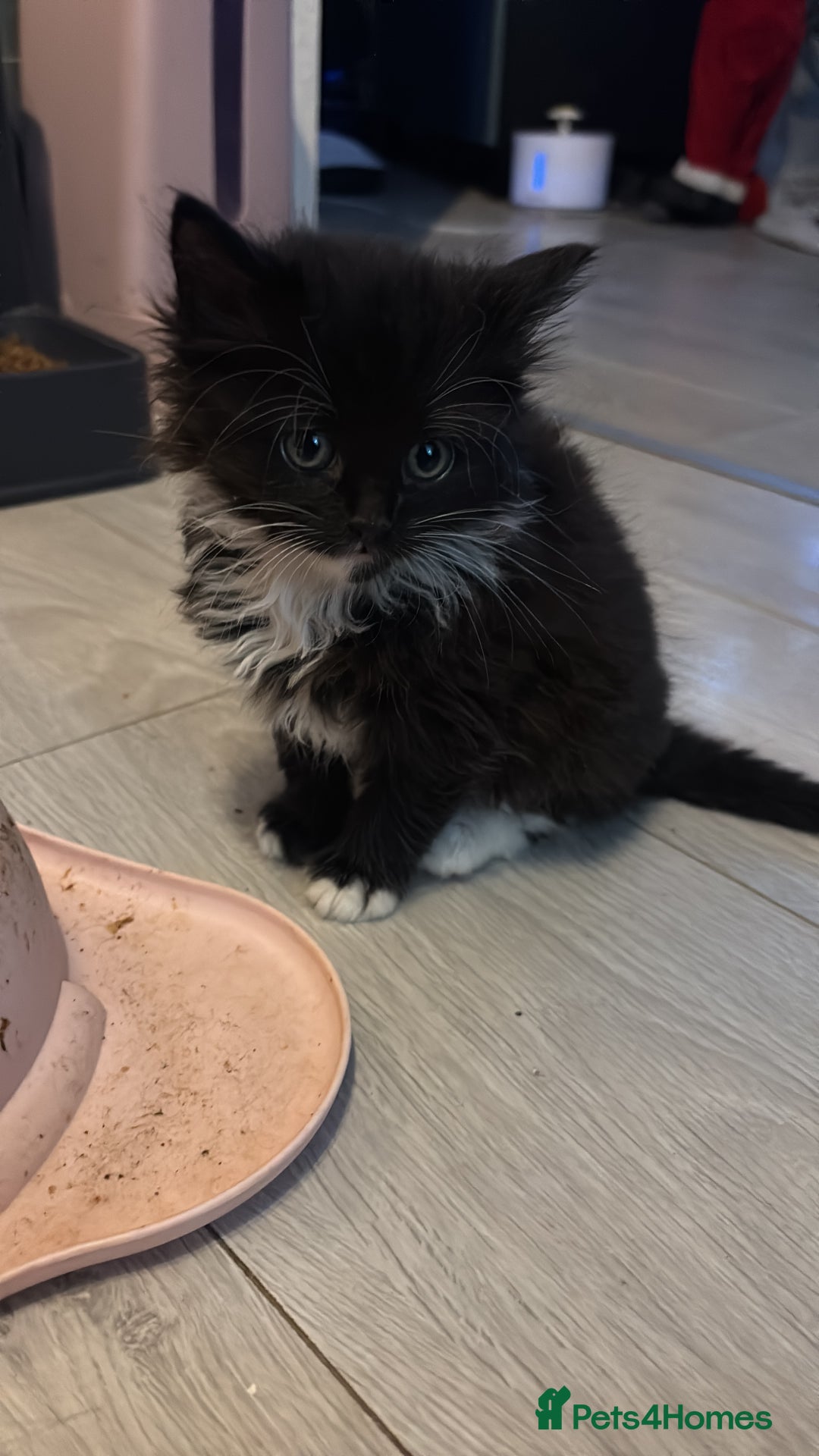 British Longhair cats for sale: Christmas Eve, long haired black and white fluffy - Advert 1