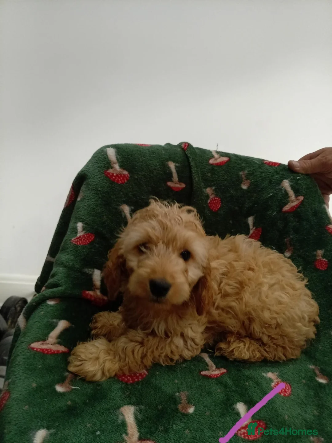 Cockapoo dogs for sale: Cocker spanials  in Hartlepool - Advert 2