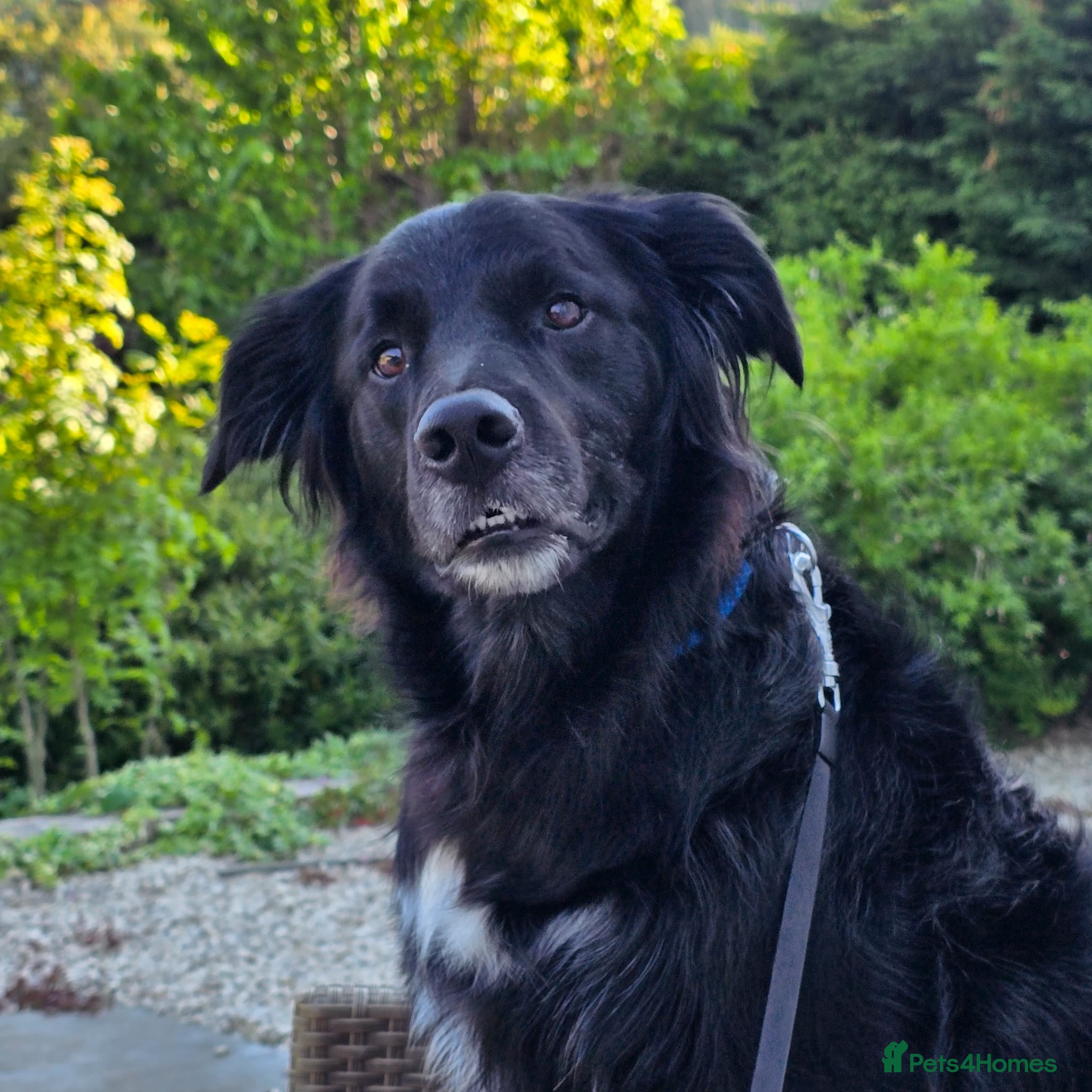 Mixed Breed dogs Handsome border collie mixed with golden retriever - Advert 1