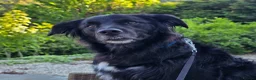 Mixed Breed dogs for sale: Handsome border collie mixed with golden retriever - Advert 1