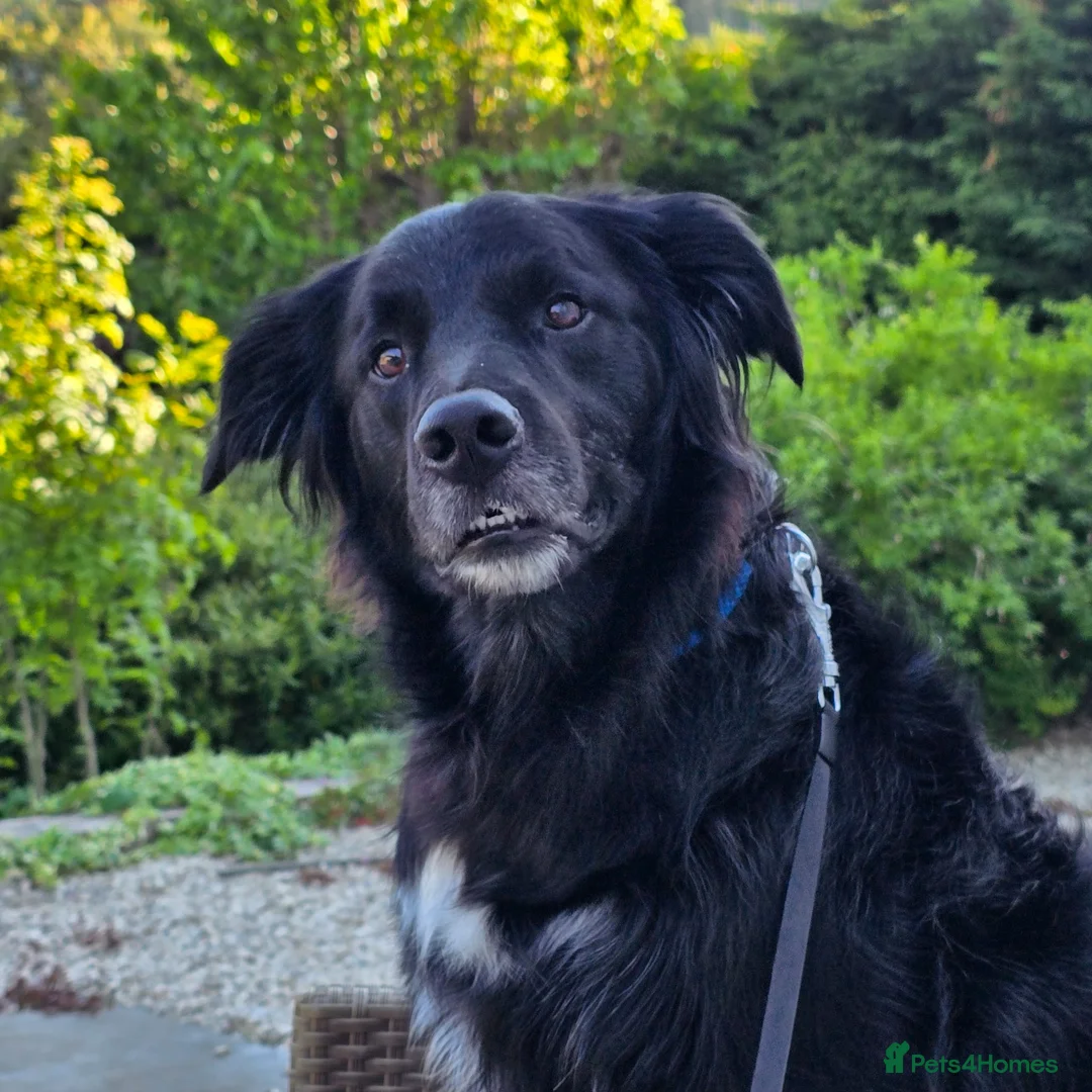 Mixed Breed dogs for sale: Handsome border collie mixed with golden retriever - Advert 1