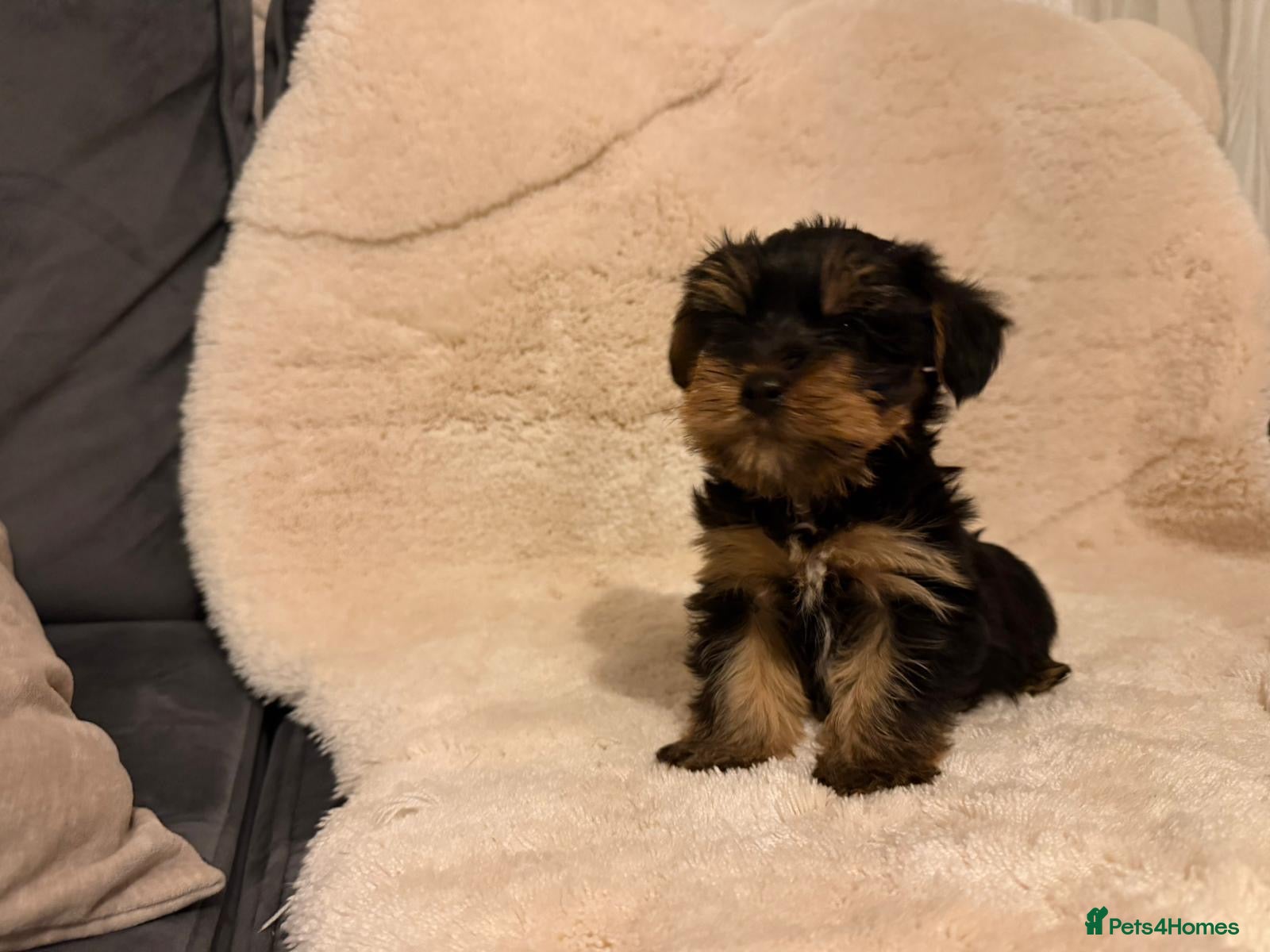 Yorkshire Terrier dogs 🌸 Stunning Yorkshire terrier puppies available 🌸 - Advert 1
