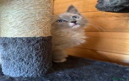Ragdoll cats for sale: Ragdolls for sale  - Image 3