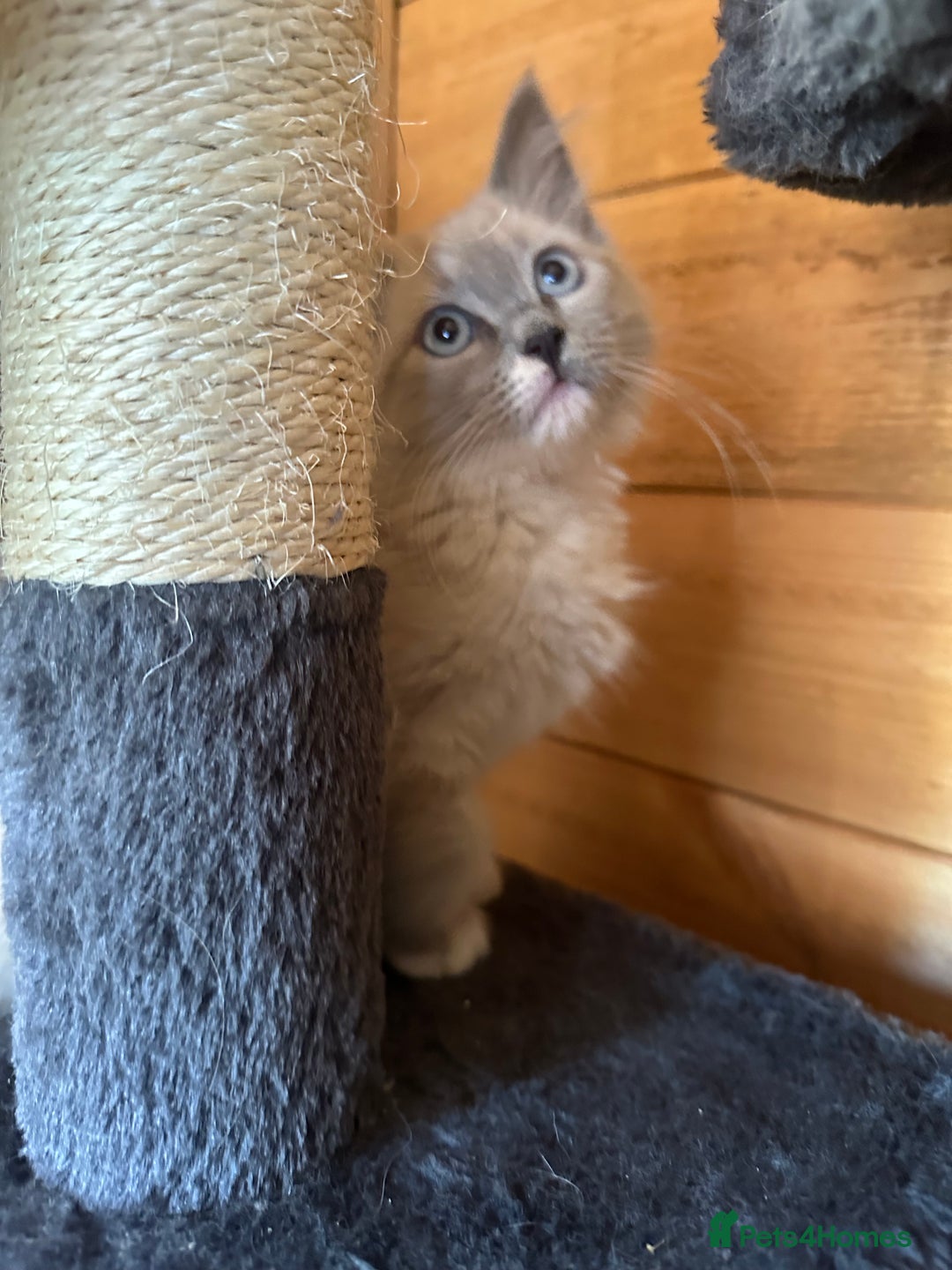 Ragdoll cats for sale: Ragdolls for sale  - Image 3