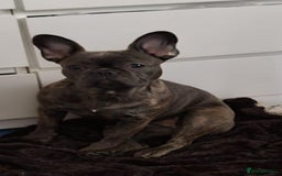 French Bulldog dogs for sale: French bulldog puppies - Image 1