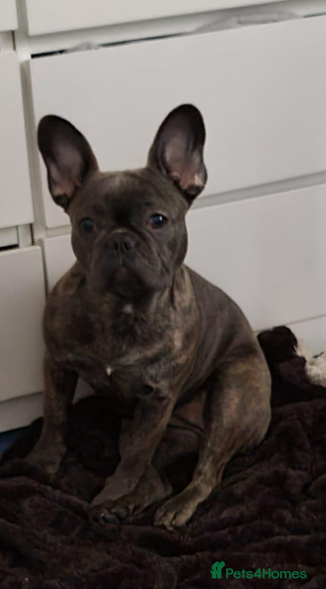 French Bulldog dogs for sale: French bulldog puppies - Image 1