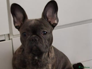 French Bulldog dogs for sale - Advert 1
