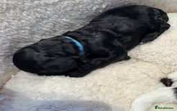 Cockapoo dogs for sale: ✨6 cockapoo puppies looking for forever home ✨ - Image 14