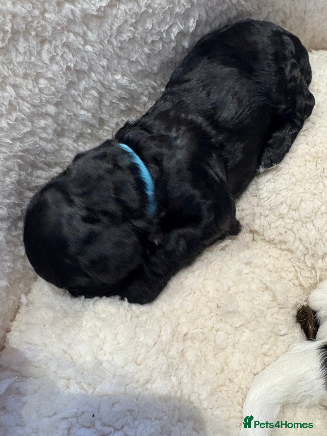 Cockapoo dogs for sale: ✨6 cockapoo puppies looking for forever home ✨ - Image 14