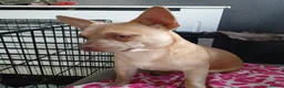 Mixed Breed dogs for sale: Bullhuahua's 💙💙 - Advert 4