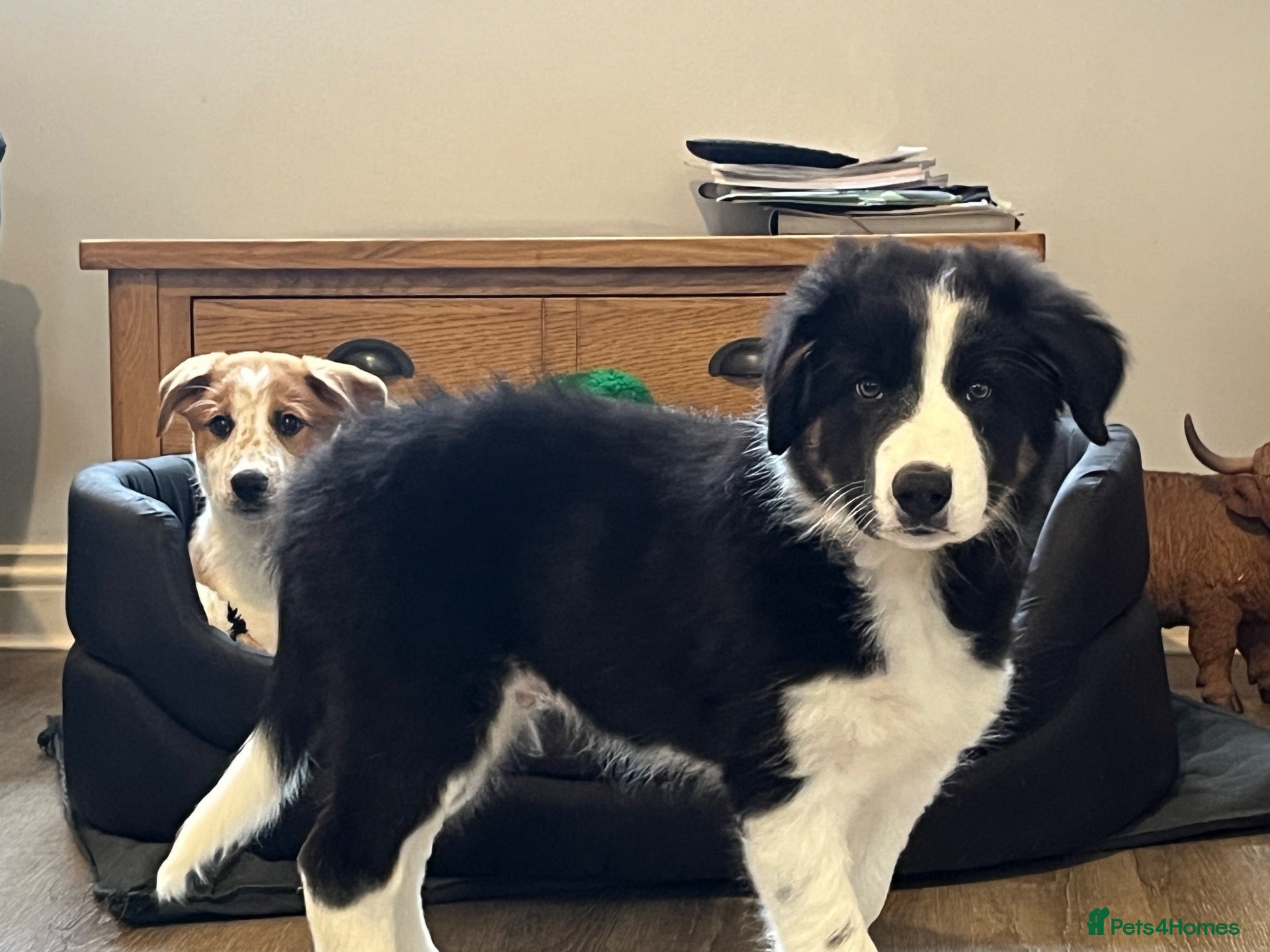 Mixed Breed dogs 🐾 COLLIE x LURCHER PUPPIES – 3 HANDSOME BOYS 🐾 - Advert 1