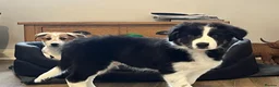 Mixed Breed dogs for sale: 🐾 COLLIE x LURCHER PUPPIES – 3 HANDSOME BOYS 🐾 - Advert 1
