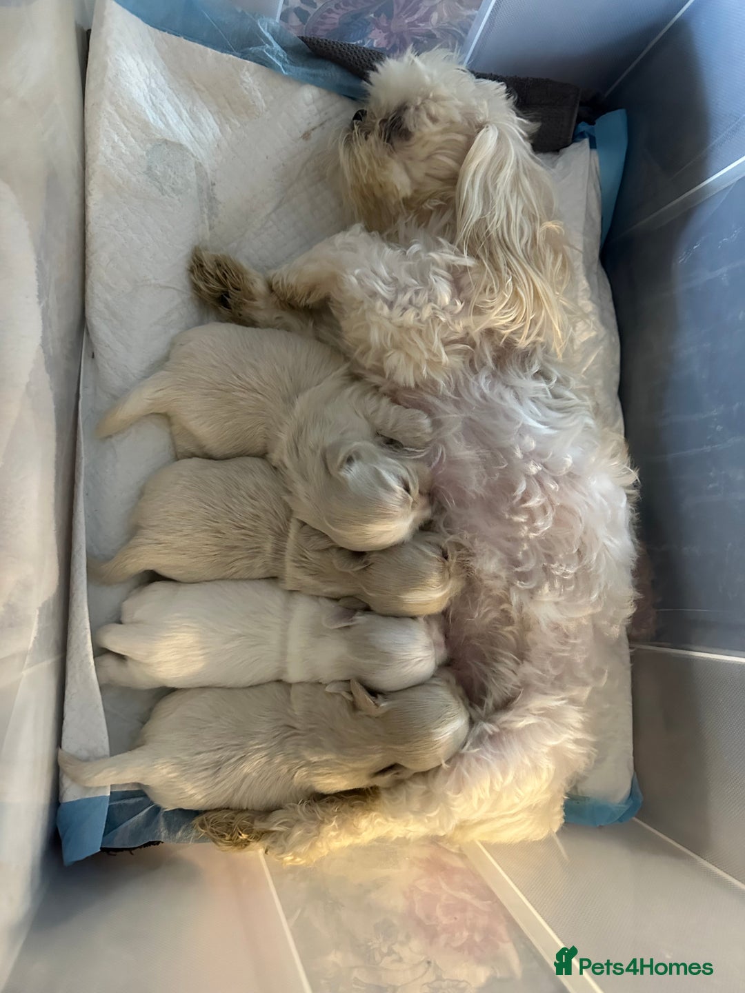 Shih Tzu dogs for sale: Lavender White Imperial Shih Tzu Puppies - Advert 8