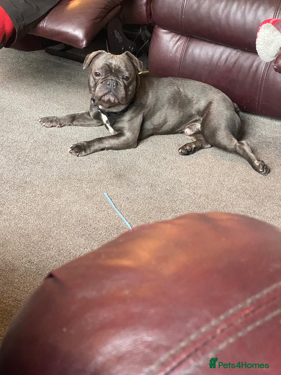 French Bulldog dogs for sale: Blue french bulldog - Advert 3