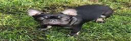 French Bulldog dogs for sale: 4 lovely french bulldog  - Advert 8