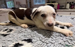 Mixed Breed dogs for sale: Collie x Dalmatian Puppies - Advert 4