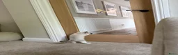 Ragdoll cats for sale: 10 week brother and sister  - Advert 12