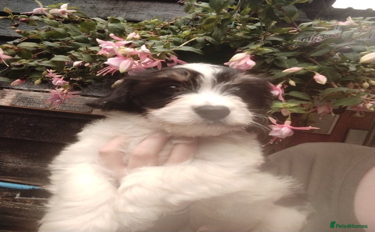 Cavachon dogs - Advert 1