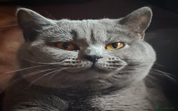 British Shorthair cats for stud: ⭐️ STUD BLUE BRITISH SHORTHAIR GCCF, WREXHAM ⭐️ in Wrexham - Image 6