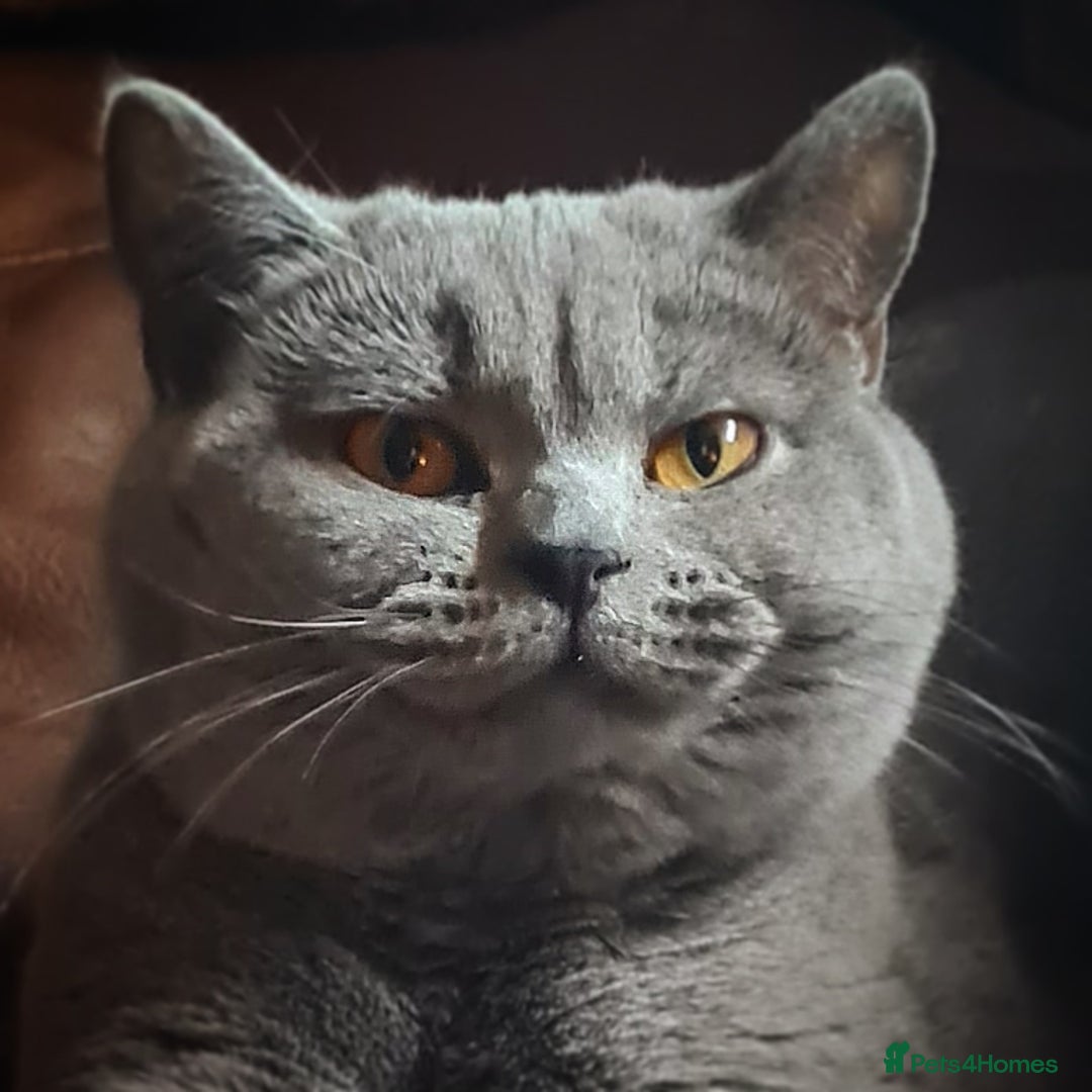 British Shorthair cats for stud: ⭐️ STUD BLUE BRITISH SHORTHAIR GCCF, WREXHAM ⭐️ in Wrexham - Image 6