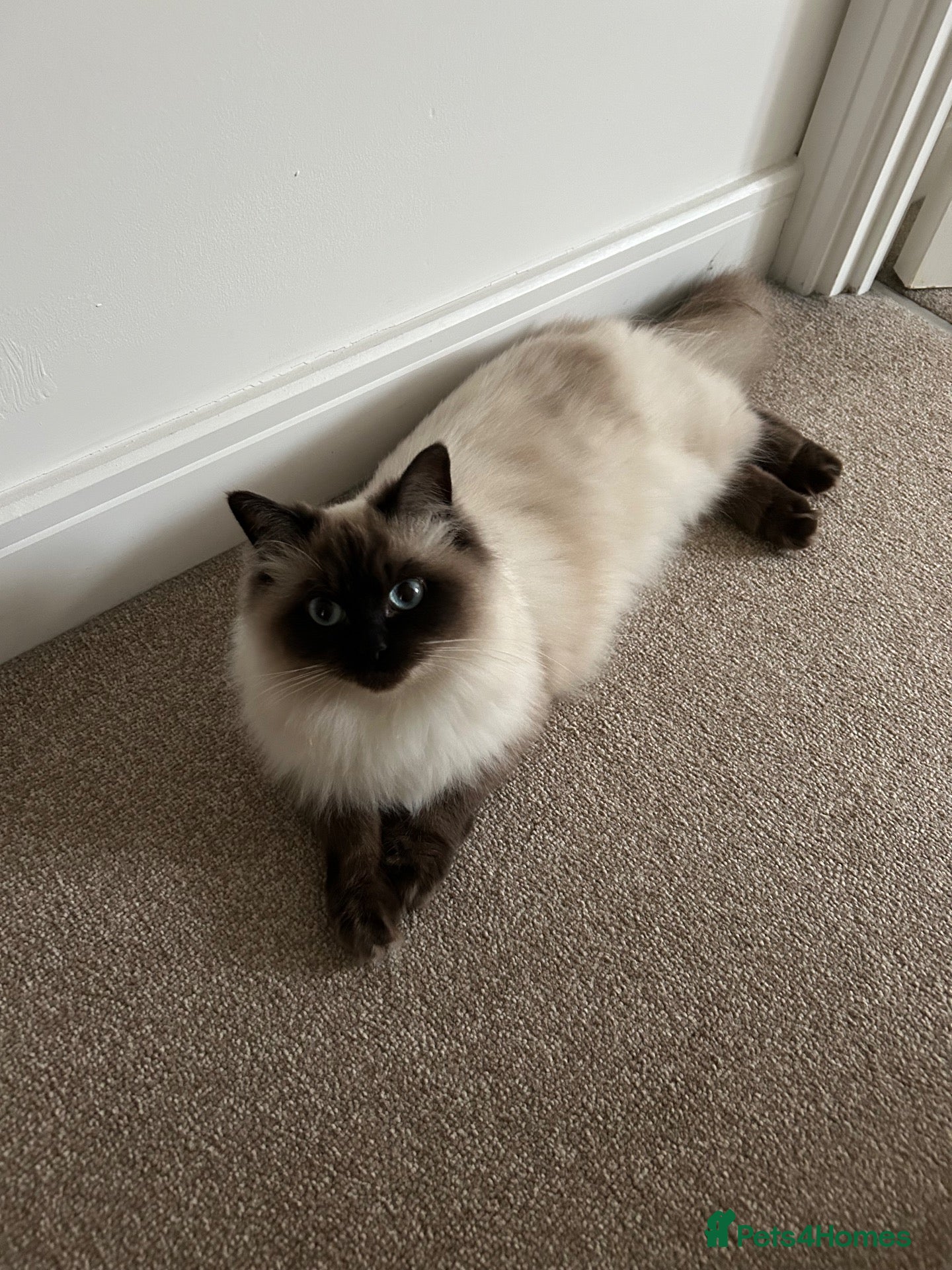 Ragdoll cats Ragdoll (Seal Point x Blue Lynx mitted) kittens - Advert 16