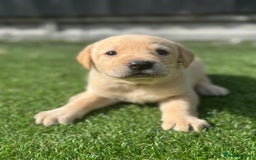 Labrador Retriever dogs for sale: Beautiful top kc line Labrador puppy’s  - Image 15