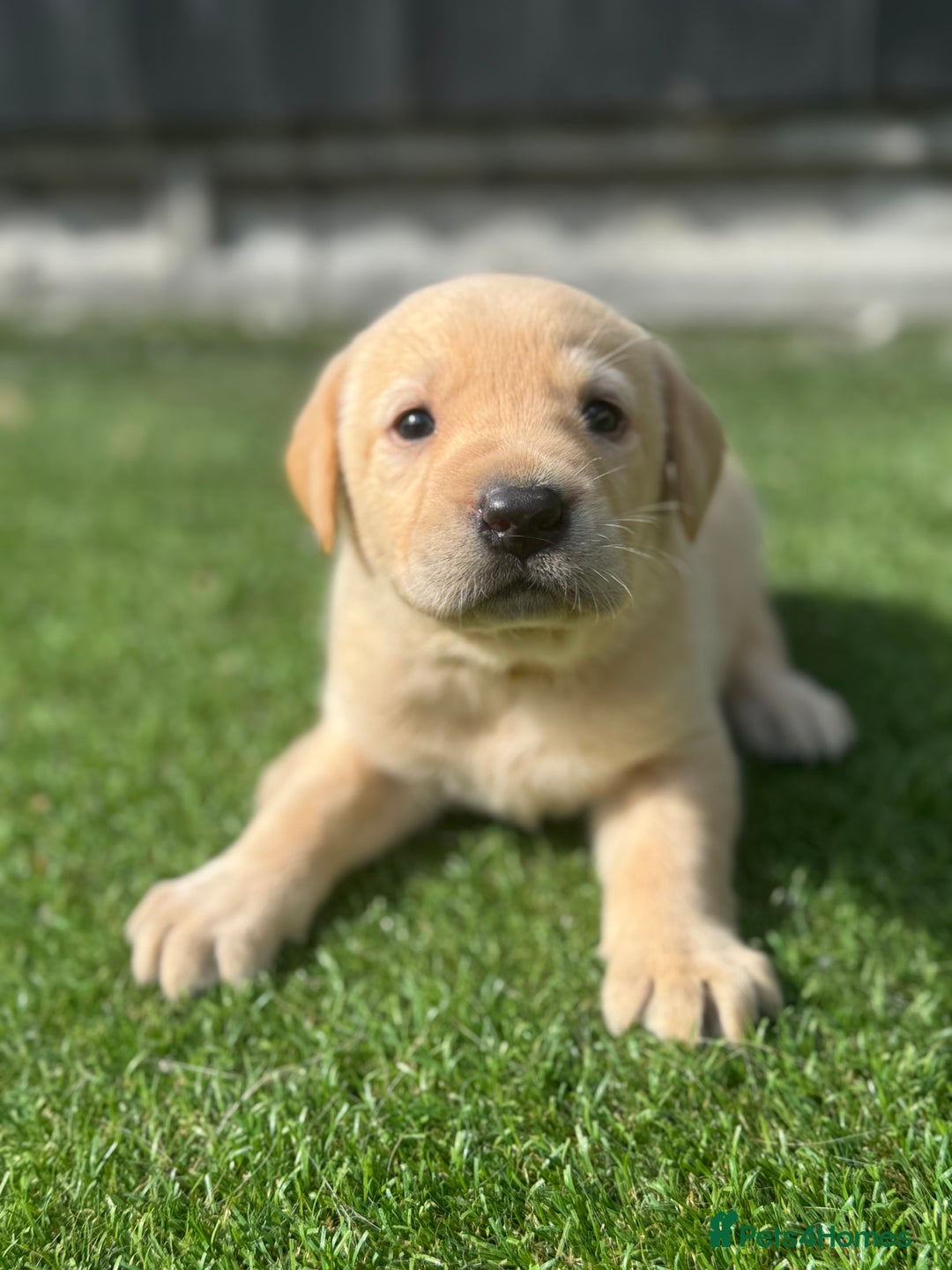 Labrador Retriever dogs for sale: Beautiful top kc line Labrador puppy’s  - Image 15