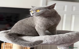 Mixed Breed cats for sale: British shorthair 5 mix kittens  - Image 11