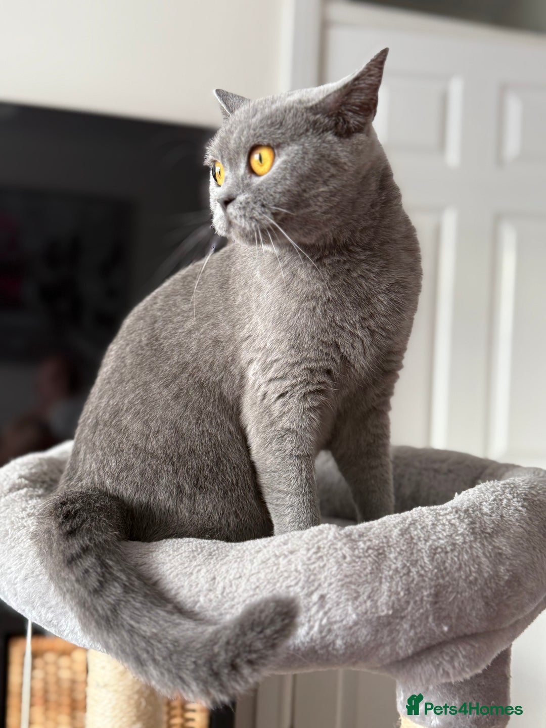 Mixed Breed cats for sale: British shorthair 5 mix kittens  - Image 11