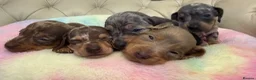 Miniature Dachshund dogs for sale: Miniature Dachshund Dapple Puppies 🐶 5🌟licensed  - Advert 3
