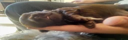Mixed Breed dogs for sale: Chihuahua shihpoo in Hove - Advert 4