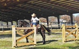 Friesian horses for sale: Cody Friesian Dressage Family Trails Gentle - Image 8
